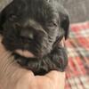 Cocker Spaniel puppies for sale