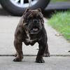 American bully
