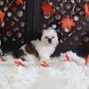 Peaches Adorable Female Shih-tzu