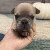 Elvis- Blue Fawn Male- Ky- BlueGrass Frenchie for sale.
