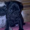 Black Male Pug Registered Shots So Cute!!! 