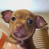 3 Chihuahua Puppies for good homes