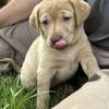 AKC - Labrador retriever puppy - 