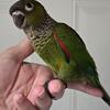Black Capped Conure Babies
