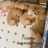 Golden Retriever Puppies for Sale