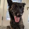 Purebred Dutch Shepherd for rehoming