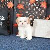Charlie ACA Registered Shih-tzu 