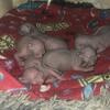 Sphynx kitten  for sale