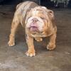 English bulldog AKC up for stud 600$