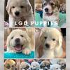 🐾 Pyrenees Maremma Cross Guardian Dog Puppies 💚 (New England)
