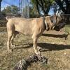 Massive Cane Corso 18 Months Male AKC Parents $950