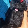 CKC Shorkie little girl