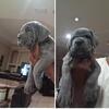 Cane Corso puppies for sell