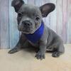 Adorable French Bulldogs for sale New York