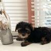 Yorkie Puppies- CKC Registered Parti Carriers