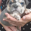 Beautiful old English bulldog females