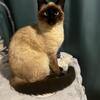 Lynx & Seal point Siamese kitten waiting list next litter