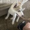 Male Husky Puppy