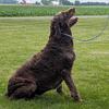 Rudy - standard chocolate adult labradoodle
