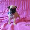 PUG PUPS FOR SALE