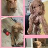 F1B Female Goldendoodle