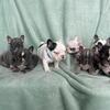 Frenchie Pups 