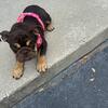 English bully 