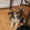 AKC Registered German Shepherd puppies for sale.
