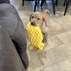 AKC registered labrador retriever puppy