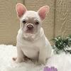 Holly Female French Bulldog