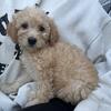 Rehoming mini golden doodles