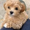 Awesome Teacup Maltipoo Puppies Now Ready and Available for Adoption