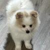 Beautiful ACA purebred Pomeranian puppy