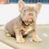 French bulldog female 8 week old