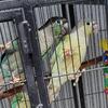Green Cheek Conure Breeders