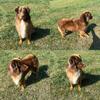 AKC Red tri Australian shepherd STUD