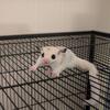 Sugar glider 
