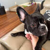 Male frenchie 2 yrs old