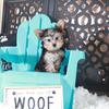 Buckeye Playful Teacup Yorkie