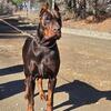 100% European Doberman Stud Wisconsin NOT FOR SALE