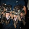 AKC German Shepherd puppies