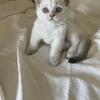 Silver Chinchilla British Shorthair Kitten – Phoenix AZ – Ready Now