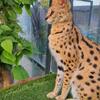 Imported Proven Male Serval 