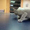 HYPOALLERGENIC, Elite  Russian Blue kitten, female. In excellent breed type