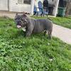 Open Stud Taz (Houston)