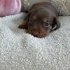 CKC MINIATURE DACHSHUNDS 