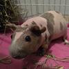 Female hairless guinea pig