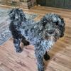 Looking for Goldendoodle Stud Service