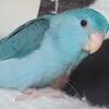 Parrotlet 7 months female