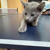 HYPOALLERGENICElite Russian Blue kitten, male. In excellent breed type